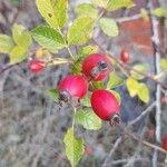 Rosa caninaMeyve