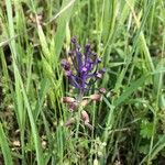 Muscari comosumफूल