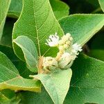 Croton flavens Flower