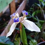 Neomarica gracilis 花