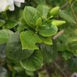 Gardenia jasminoides Deilen