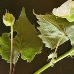 Abutilon grandiflorum Folla