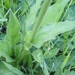 Crepis pontana Leaf