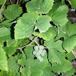 Vitis vinifera ഇല