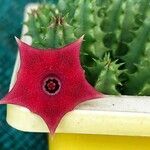 Huernia macrocarpa Flower