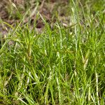 Isolepis fluitans Leaf