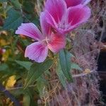 Clarkia amoena 花