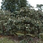 Rhododendron sinogrande Vekstform