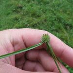 Cyperus hortensis Fruit