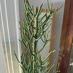 Euphorbia aphylla Hoja