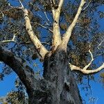 Eucalyptus tereticornis Bark