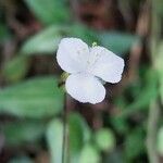 Gibasis geniculata Blad