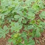 Cleome gynandra পাতা