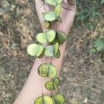 Dioscorea villosa 葉