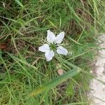 Nigella arvensis Blüte