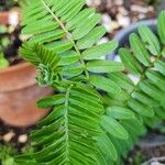 Clianthus puniceus Hoja