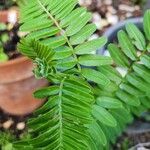 Clianthus puniceusLeaf