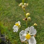 Sagittaria lancifolia Кветка