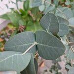 Eucalyptus gunnii Blad