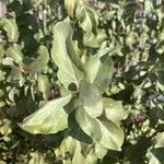 Elaeagnus commutata Leaf