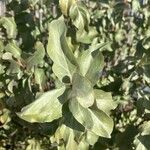 Elaeagnus commutata 叶