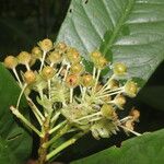 Ardisia opegrapha Fruit