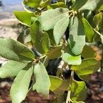 Quercus grisea Leaf