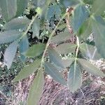 Fraxinus angustifolia Φύλλο