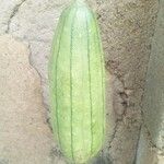 Luffa acutangula Frucht