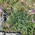 Astragalus vesicarius Květ