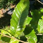 Castanea mollissima Blatt