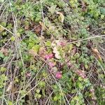 Symphoricarpos orbiculatus Frukto