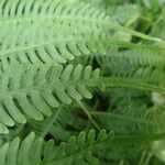 Pteris linearis List