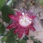Passiflora amethystina Квітка
