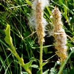Salix breviserrata Mbuma