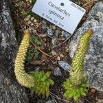 Orostachys spinosa Flower