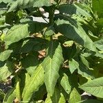 Nicotiana tabacum Blad