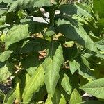 Nicotiana tabacum 葉