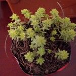Sedum japonicum Hoja