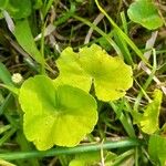 Hydrocotyle leucocephala Leaf