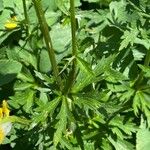 Trollius europaeus ഇല