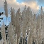 Cortaderia selloana Frukto