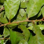 Hirtella triandra ഇല