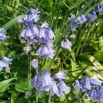 Hyacinthoides × massartianaFlower