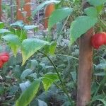 Capsicum annuumFruit