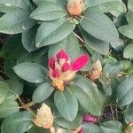 Rhododendron spp. Žiedas