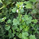 Hibiscus vitifolius Hoja