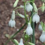 Galtonia candicans Flower