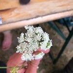 Oenanthe lachenalii Fleur