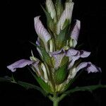 Acanthus montanus Flower